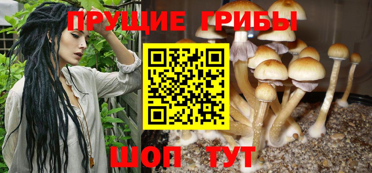 Псилоцибиновые грибы мицелий Балтийск